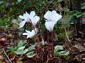 2007-1127_1400_Cyclamen_10.2_C